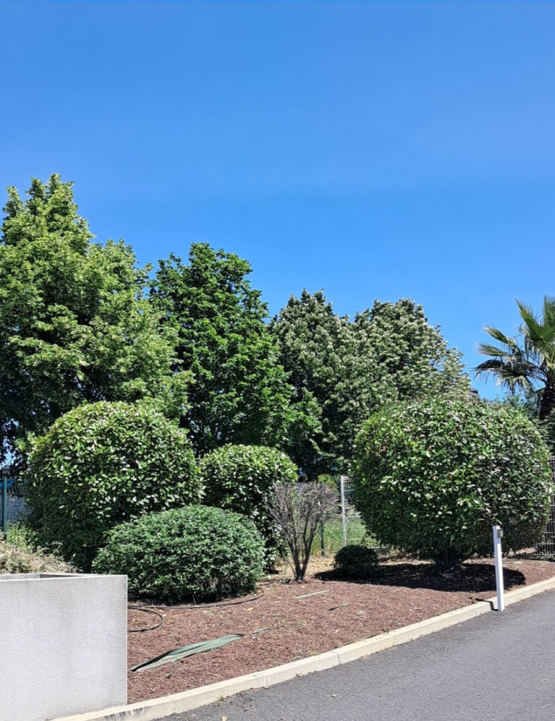 Entretien de massifs par le paysagiste Créa'Entretien Jardin à Bédarieux